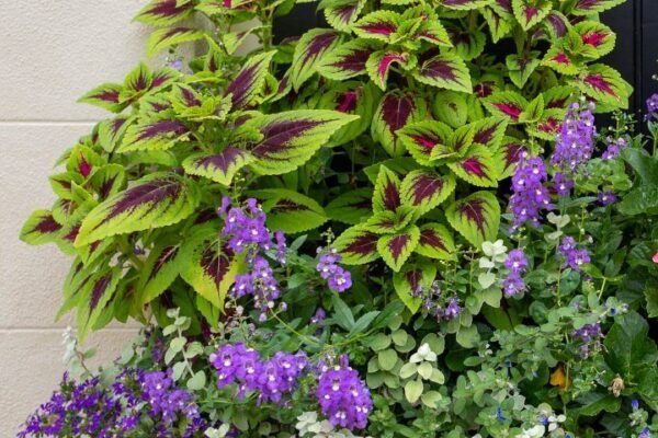 Garden Plants for Shade: The Complete Guide to a Lush Low Light Garden