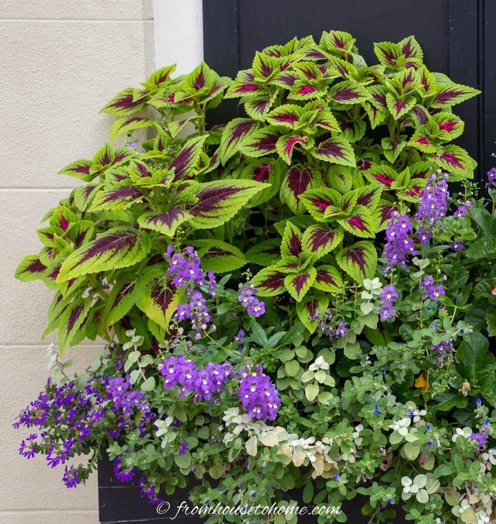 Garden Plants for Shade: The Complete Guide to a Lush Low Light Garden