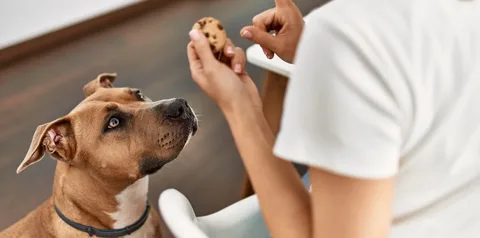 My Dog Ate Chocolate But Is Acting Fine: Real Risk Levels and What to Do in the First Hour