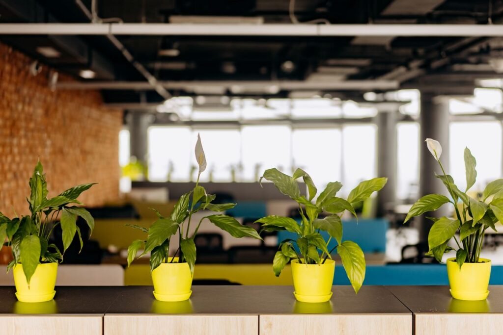Green potted plants lined up on an office storage cabinet